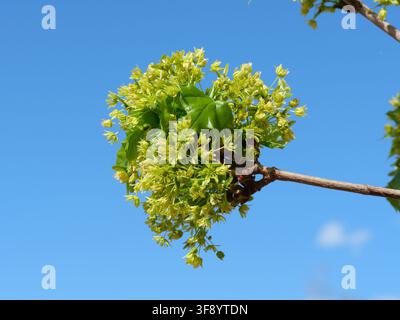 Flowering Norway Maple (Acer platanoides) with yellow-green flowers and emerging leaves against a clear blue spring sky in Colorado, USA. Stock Photo