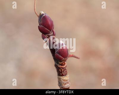 Close-up of dormant reddish-brown winter buds of Norway Maple (Acer platanoides) before spring budburst in early February in Colorado, USA. Stock Photo