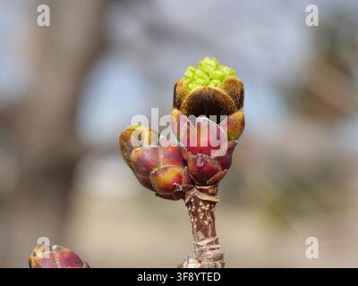 Opening bud of Norway Maple (Acer platanoides) with fresh green leaves emerging in late March in Colorado during spring budburst. Stock Photo