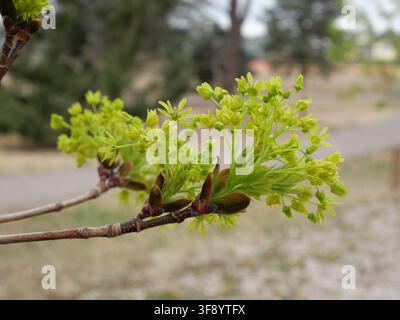 Flowering Norway Maple (Acer platanoides) with green flower clusters expanding in late March in Colorado during early spring. Stock Photo