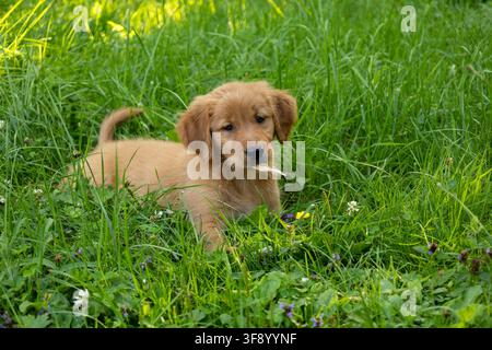 Golden Retriever Puppy Playing in Grass with Stick Stock Photo