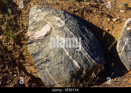 Large migmatite erratic boulder with distinct gneissic banding texture resting in a sunny gravel pit, geological remnant left behind by an ancient ret Stock Photo