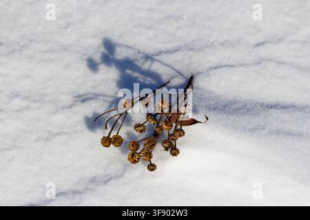 Dry tansy stalks resting on pristine white snow, casting a long crisp shadow on a cold sunny winter day, minimalist nature composition featuring dorma Stock Photo