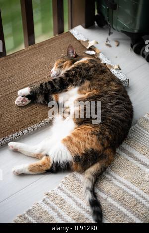 Relaxed calm Calico cat sleeping on rug under warm rays of sun at home, fat kitty having sweet dream Stock Photo