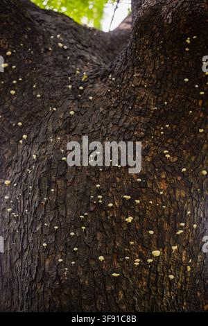 A detailed vertical shot of organic brown marine algae washed up on a ...