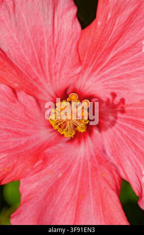 Bright pink hibiscus flower in close-up showing delicate petals and prominent yellow stamens. Stock Photo