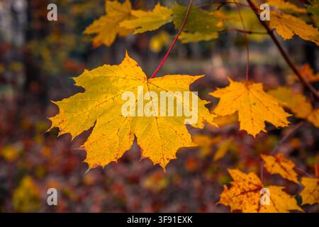 Bright yellow Maple leaves hang on brown branches. Autumn colors are on display. The forest floor is blurred in the background. The scene depicts a peaceful Autumn day. Stock Photo