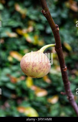 Ripe Fig Fruit Growing on Fig Tree Branch. Selective Focus with Blurred Background. Stock Photo