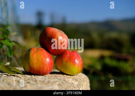 Three red apples on a wall with the field blurred behind. Stock Photo