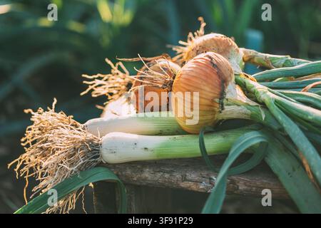 Fresh Harvested Onions and Leeks on Wooden Bench Stock Photo