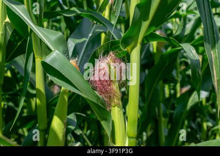 Young Corn Silk on Stalk in Agricultural Field Stock Photo