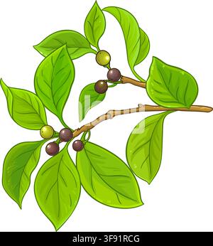 Camphor Branch Colored Detailed Illustration. Stock Vector