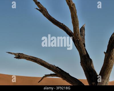 View of a dead acacia tree silhouetted against a clear blue sky with a crescent moon visible above the sand dunes of Sossusvlei, Hardap Region, Namibi Stock Photo