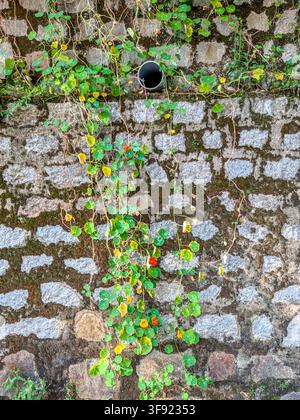 Creeping vines with colorful flowers on stone wall. Stock Photo