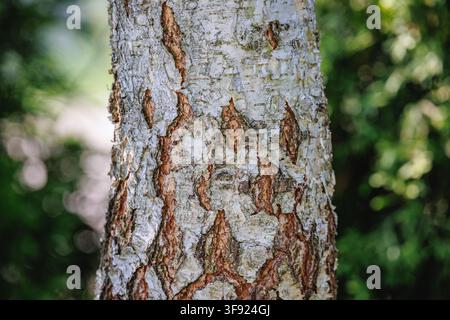 Detailed close up of rough birch tree bark in a forest setting Stock Photo