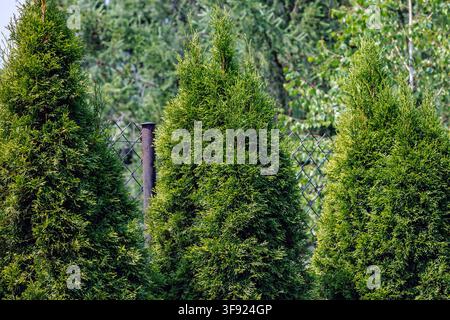 Dense arborvitae hedge creating a green privacy screen in a garden Stock Photo