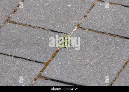 Small green weed sprout growing through a crack between paving stones Stock Photo