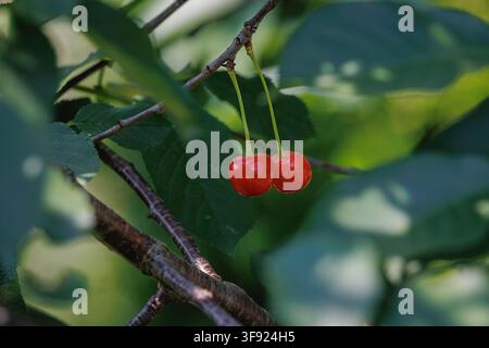 Two red ripe cherries hanging on a stem among green leaves on tree Stock Photo