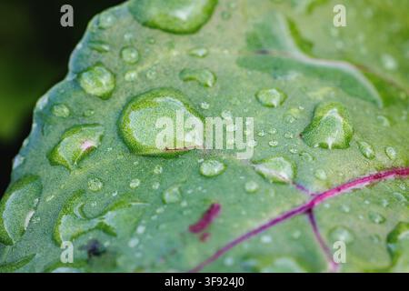 Extreme close up of water drops on a green beet leaf with red veins Stock Photo