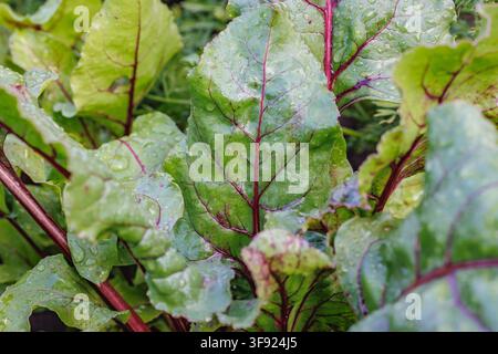 Fresh green beet leaves with red veins covered in water droplets in the garden Stock Photo