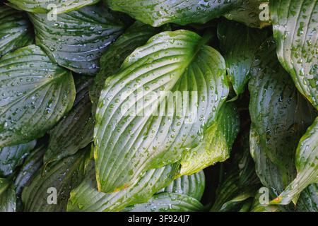 Hosta leaves covered with raindrops growing in a shaded garden Stock Photo