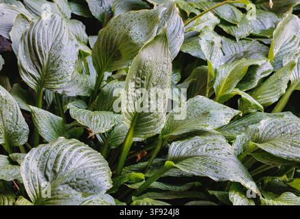 Hosta leaves covered with raindrops growing in a shaded garden Stock Photo