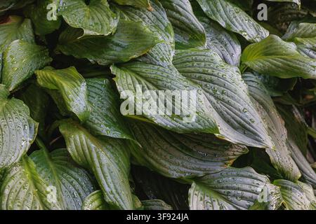 Hosta leaves covered with raindrops growing in a shaded garden Stock Photo