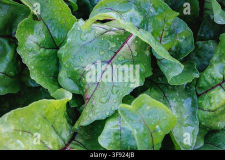 Fresh green beetroot leaves covered with water droplets close-up Stock Photo