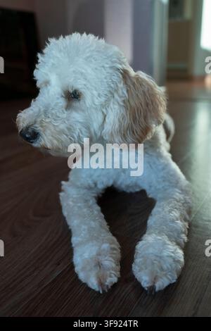 a charming white poodle puppy is lying on the floor in the room, looking at the camera, a cute doggie Stock Photo