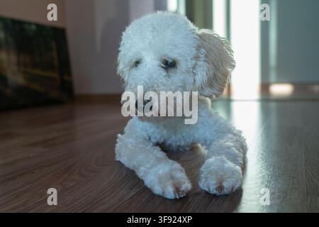 a charming white poodle puppy is lying on the floor in the room, looking at the camera, a cute doggie Stock Photo
