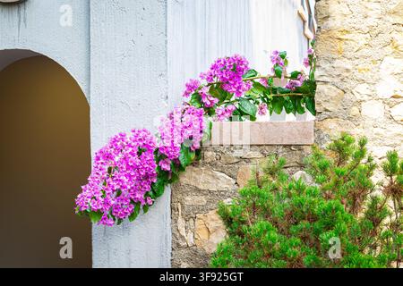 Close up of pink Bougainvillea cascading over stone wall in Mediterranean courtyard Stock Photo