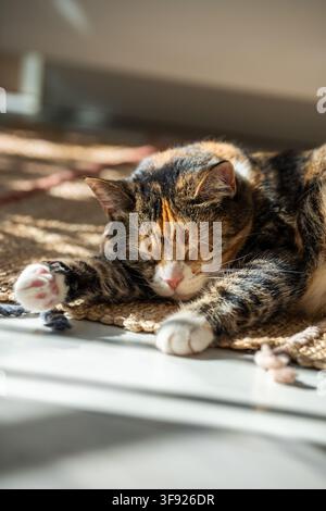 Relaxed calm Calico cat sleeping on rug under warm rays of sun at home, kitty having sweet dream. Stock Photo