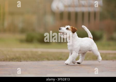 Happy Jack Russell Terrier running along pathway in city park, looking up with excitement and attention. Outdoor lifestyle scene with copy space, capt Stock Photo