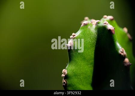 Macro close-up of green cactus stem texture in natural light Stock Photo