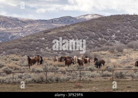 Herd of wild horses in a winter landscape Stock Photo
