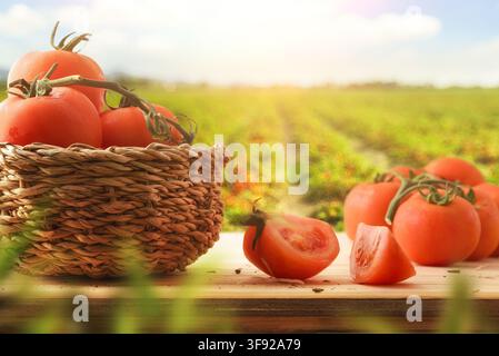 Ripe red tomatoes in a rustic woven basket, surrounded by a sunlit green field, with fresh tomato pieces on a wooden table. Stock Photo