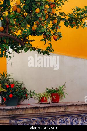Ripe lemons on a tree in a sunny courtyard Stock Photo