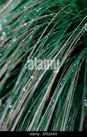 Lush green blades of grass covered in dew Stock Photo
