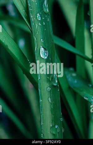 Close up view of raindrops on green grass Stock Photo