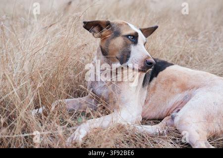 dog is lying in the dry grass and looking off to the side Stock Photo