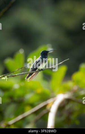 White necked jacobin hummingbird resting on a thin branch Stock Photo