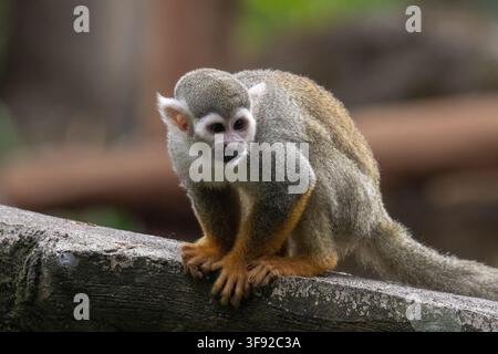 Curious common squirrel monkey rests on a branch Stock Photo