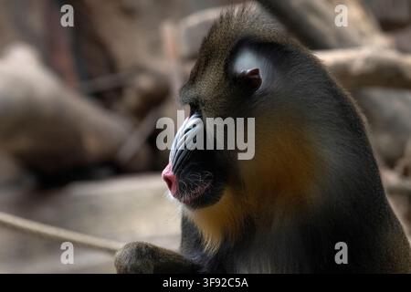 Side profile of a pensive mandrill monkey Stock Photo