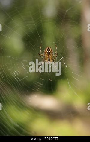 A garden spider waits in its intricate web Stock Photo