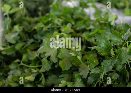 Organic flat leaf parsley bunch gathered outdoors, capturing sharp detail in the foliage to emphasize freshness and premium quality ingredients for wh Stock Photo