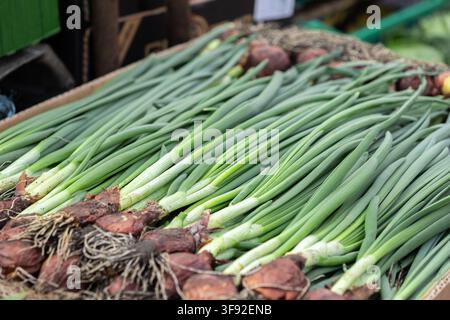 Bunch of freshly picked scallions with vibrant green leaves and dark red roots arranged in a grocery display to represent sustainable agriculture and Stock Photo