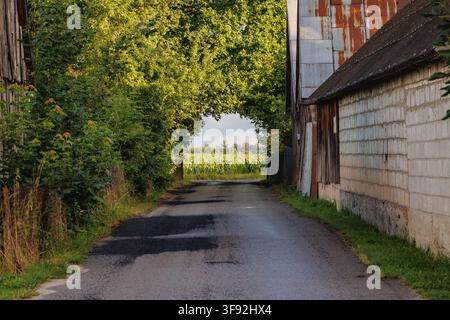 Narrow village road between old farm buildings leading toward a cornfield, Mazowsze region, Poland Stock Photo
