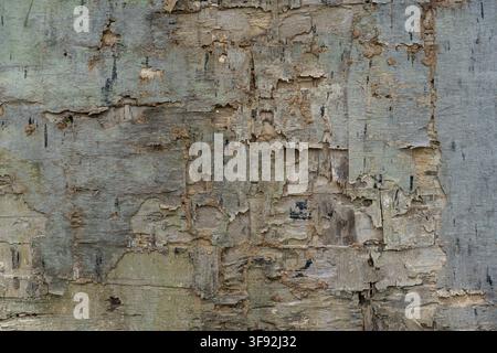 Detailed close-up texture shot of an old, severely weathered plywood board showing termite damage, peeling wood veneer layers, and exposed rough grain Stock Photo