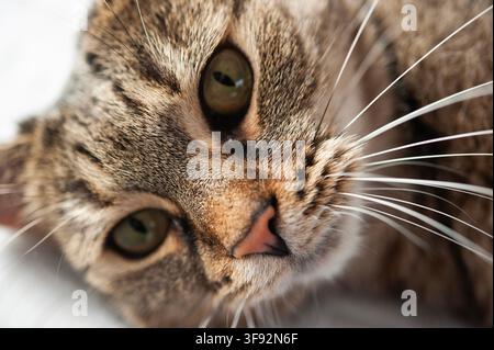Close-up portrait of a brown tabby domestic cat with green eyes, pink nose and long white whiskers, photographed in soft natural light Stock Photo