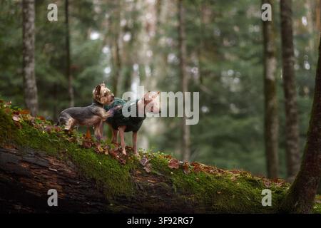 A pair of terriers in green sweaters walk slowly along a mossy path on a fallen tree. Tall trees and soft light create a peaceful woodland scene. Stock Photo